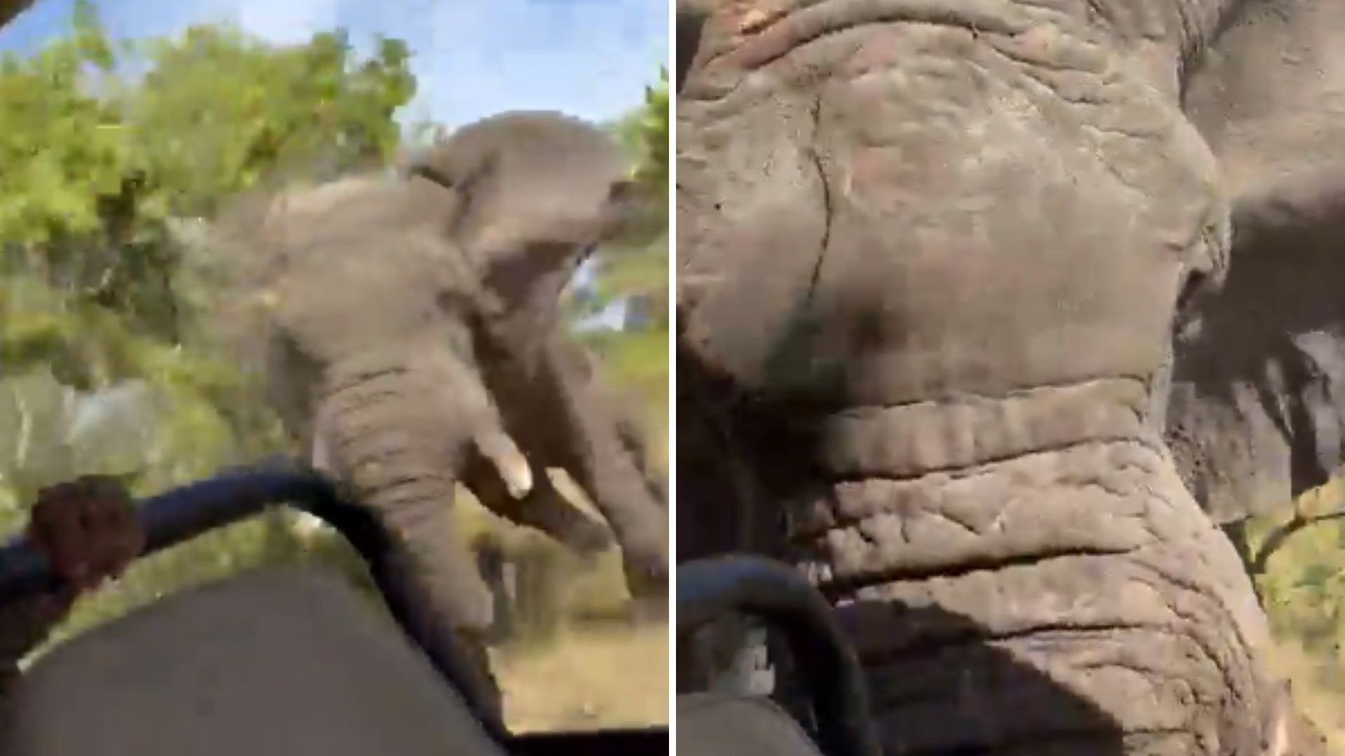 Video: Elefante Ataca a Turistas en Safari y Mata a Abuelita