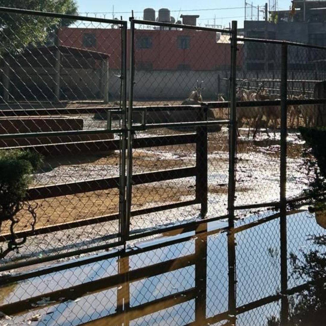Inundan Zoológico de Morelia con Aguas Negras; Denuncian Daño Ambiental y Animales Afectados