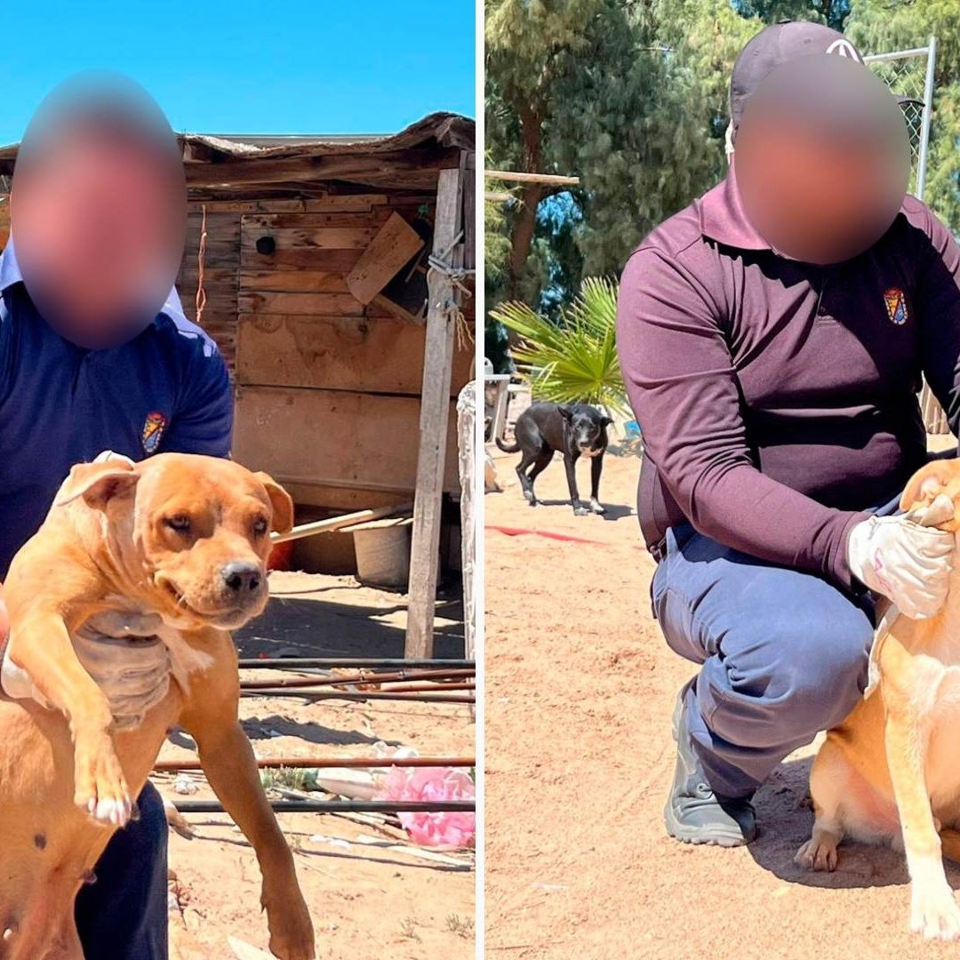 Rescatan a 5 Perritos tras Caso de Presunta Zoofilia en Mexicali
