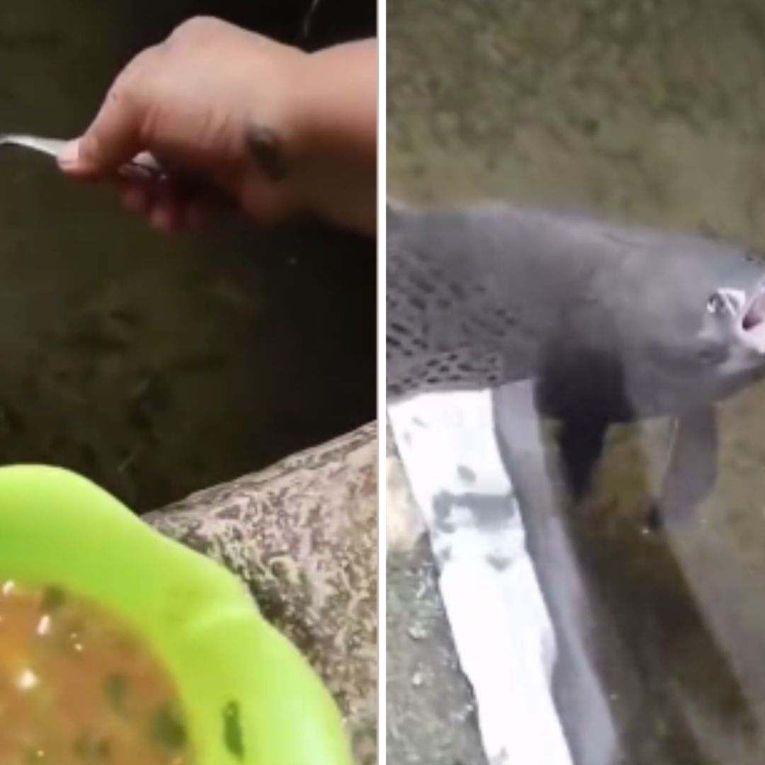 VIDEO: Captan a Pescado Comiendo Sopa de una Cuchara