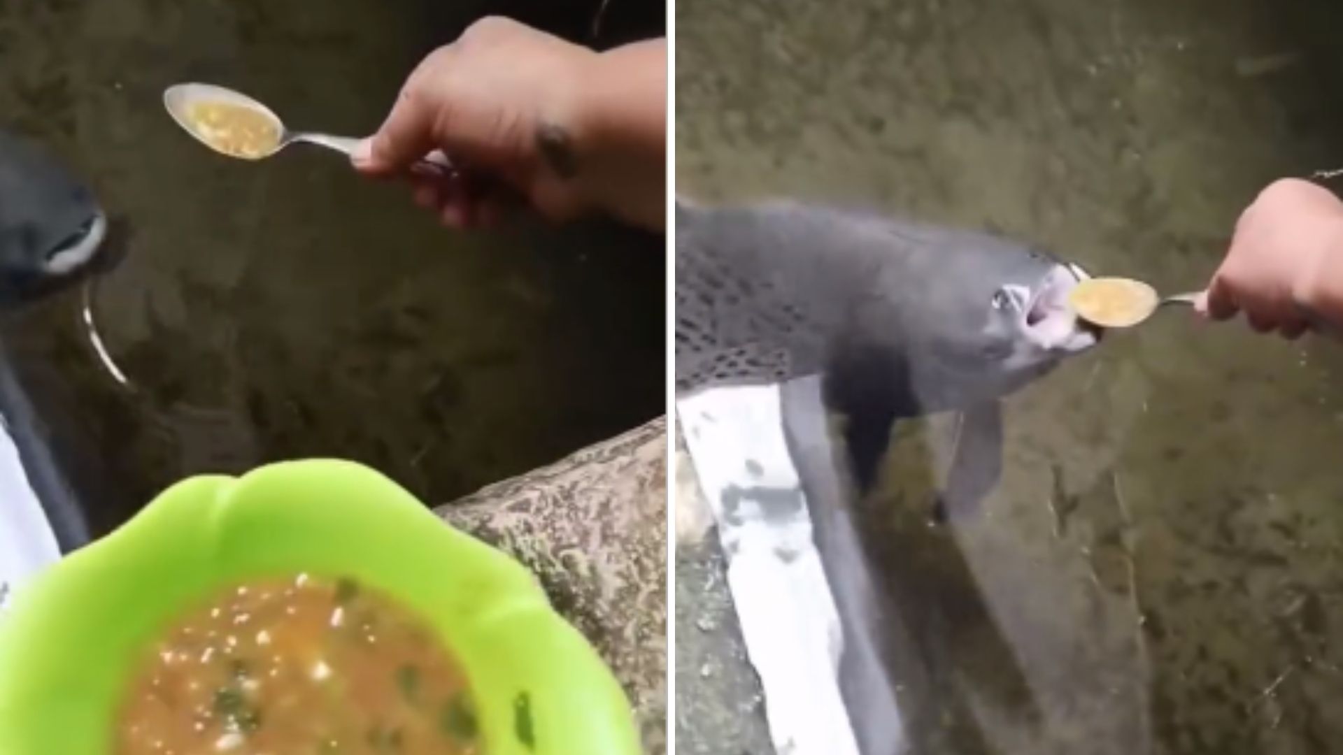 VIDEO: Captan a Pescado Comiendo Sopa de una Cuchara