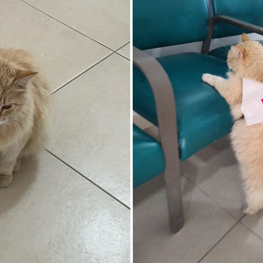 ¡Michimedicina! Gatita Callejera Se Convierte en Ayudante en Cruz Roja de Matamoros