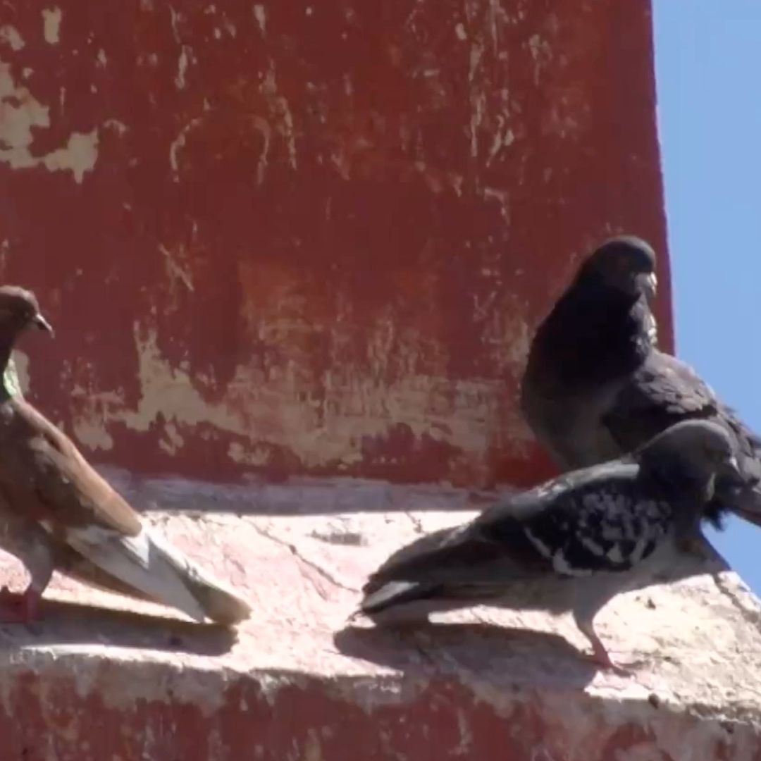 Denuncian captura de palomas en Aguascalientes.