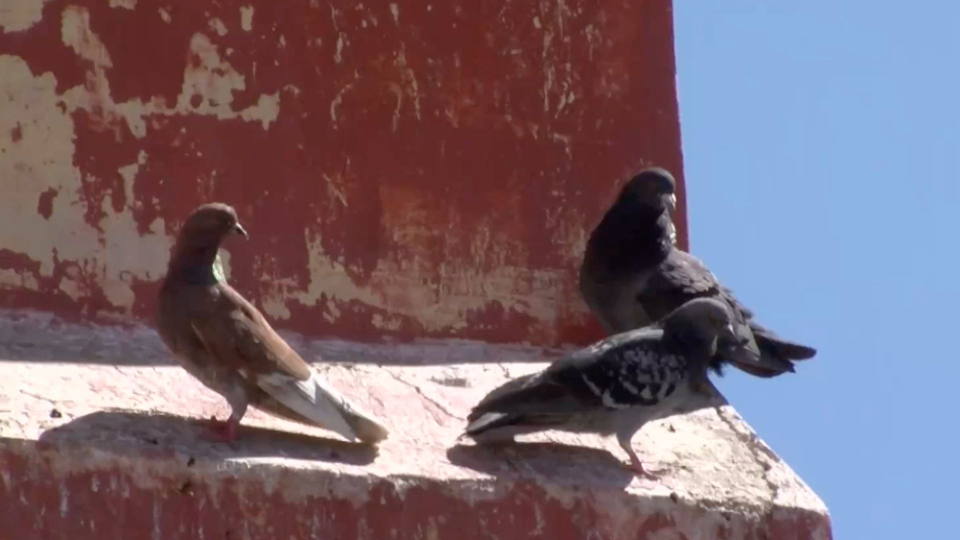 Denuncian captura de palomas en Aguascalientes.