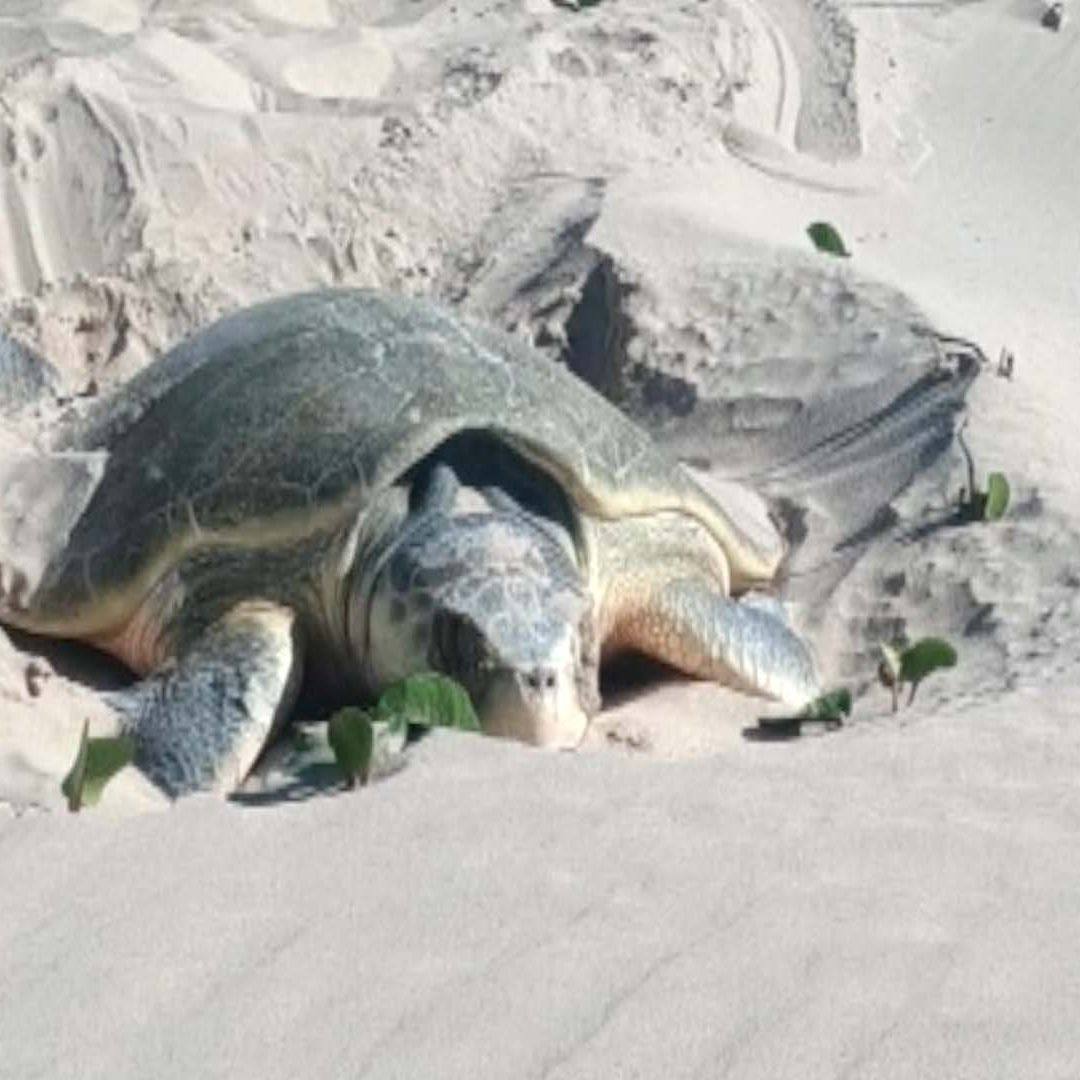 Anidación de Tortugas Lora en Tamaulipas: Aseguran Huevos en Playa Bagdad y Miramar