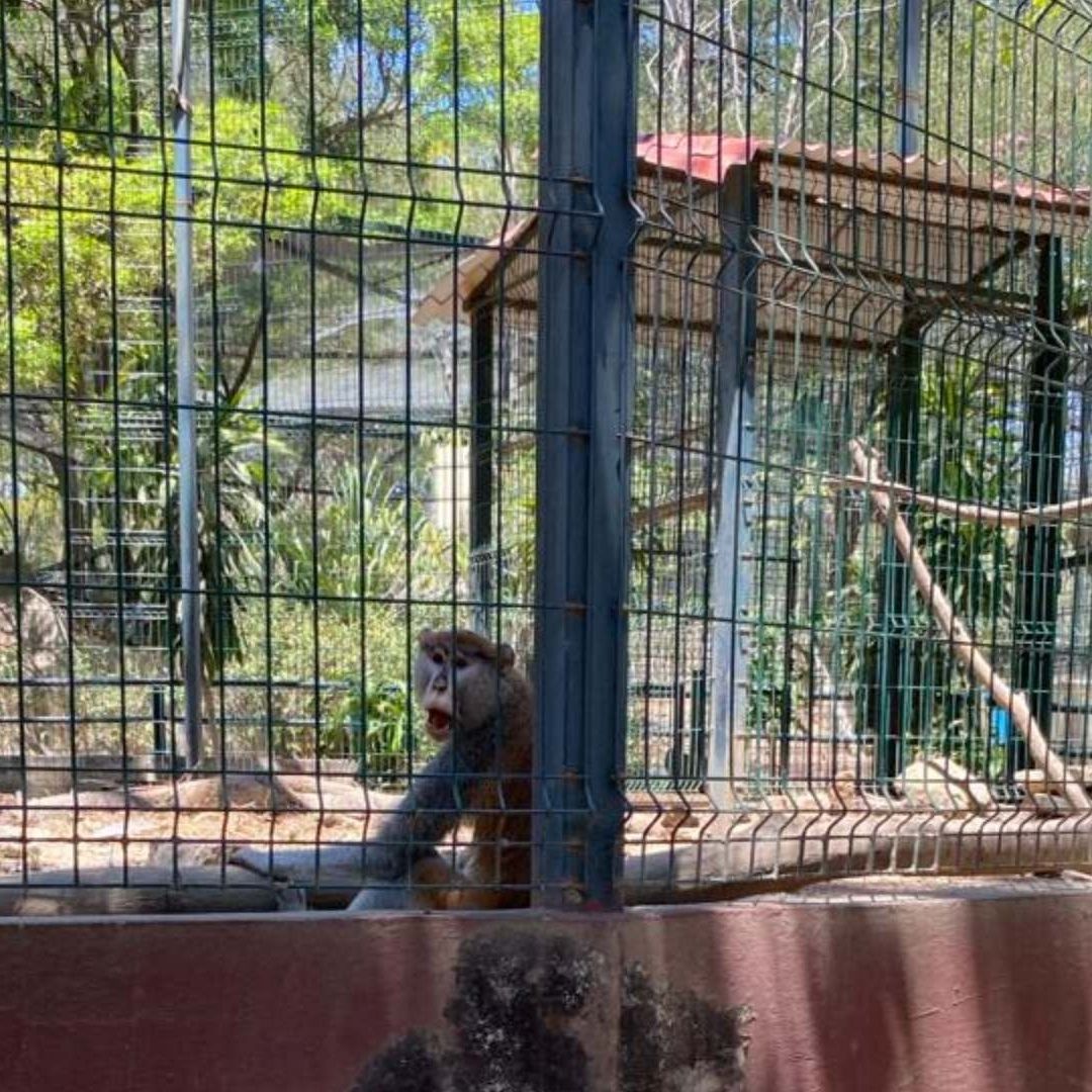 Las inspecciones se realizaron del 3 al 5 de abril del 2024 para cerciorarse de las condiciones en las que viven los animales en Ecoparq de Colima