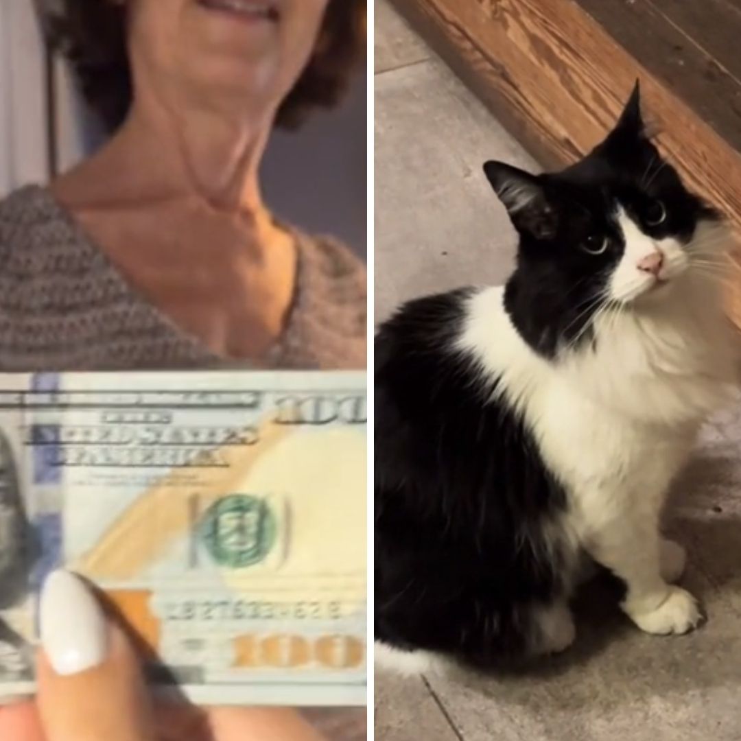 Turista Estadounidense Deja Más de Mil 500 Pesos de Propina a Un Gato