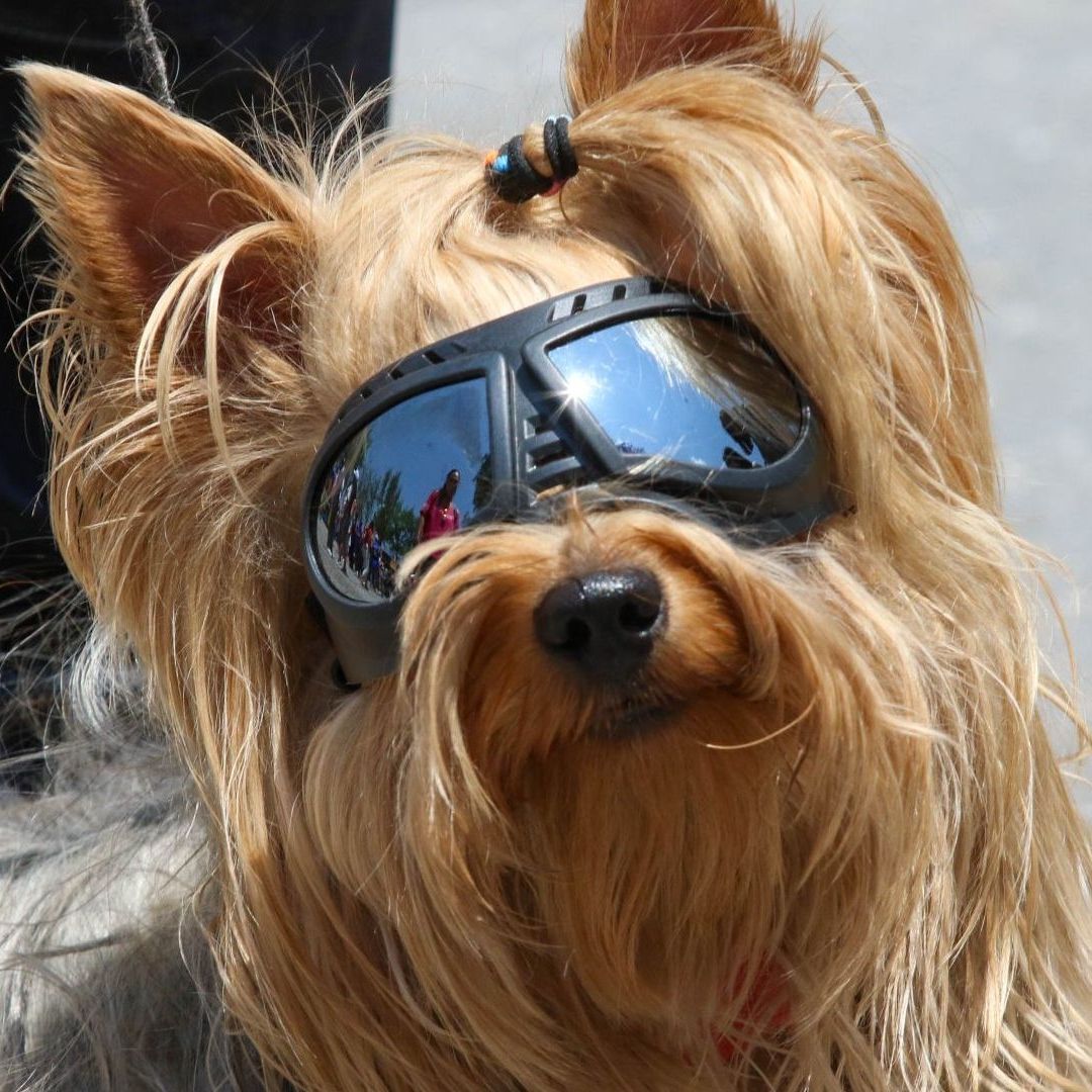 Los animales, como gatos y perros, pudieron percibir los cambios de luz y temperatura por el Eclipse Solar de este 8 de abril 2024