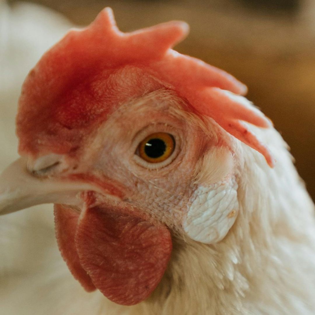 Gallina en una granja