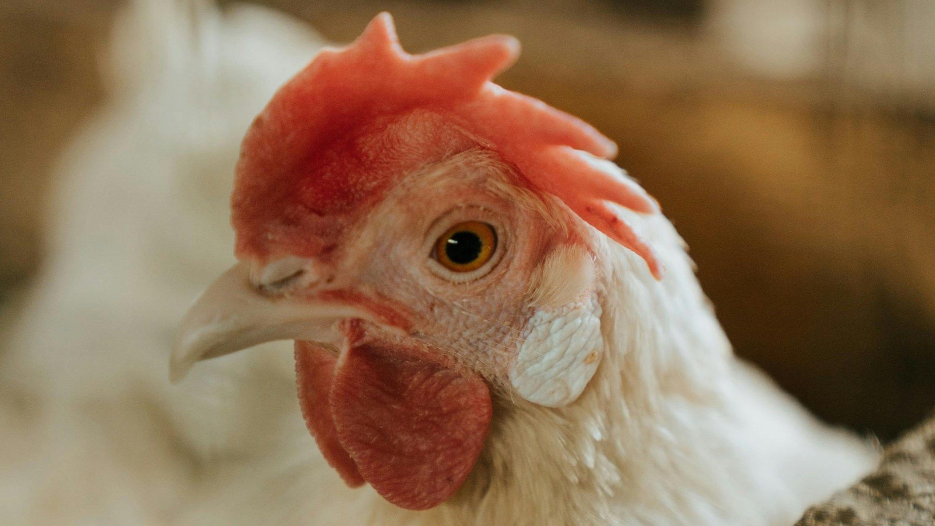 Gallina en una granja