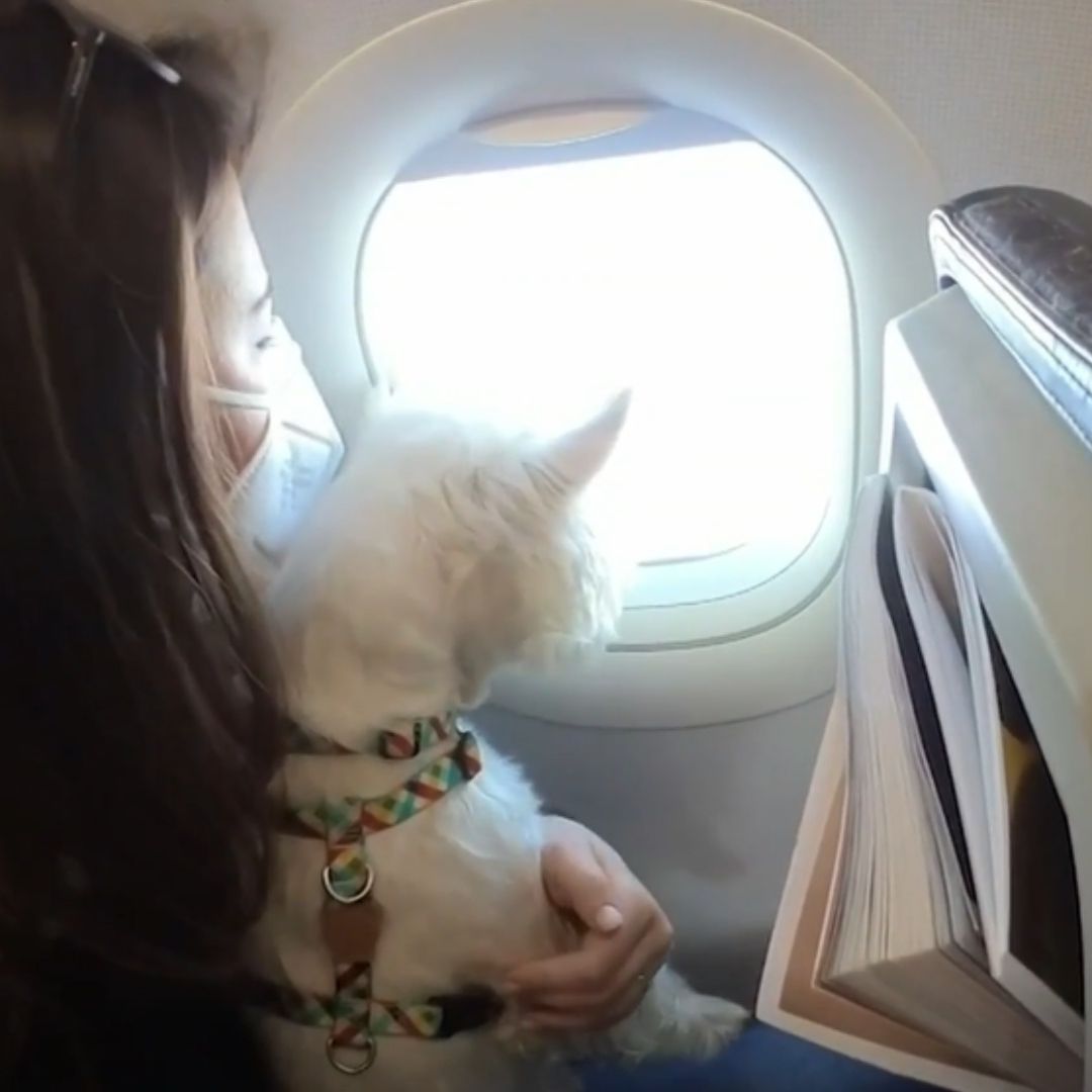 ¿Cómo Viajar de Vacaciones con tu Mascota en Avión?