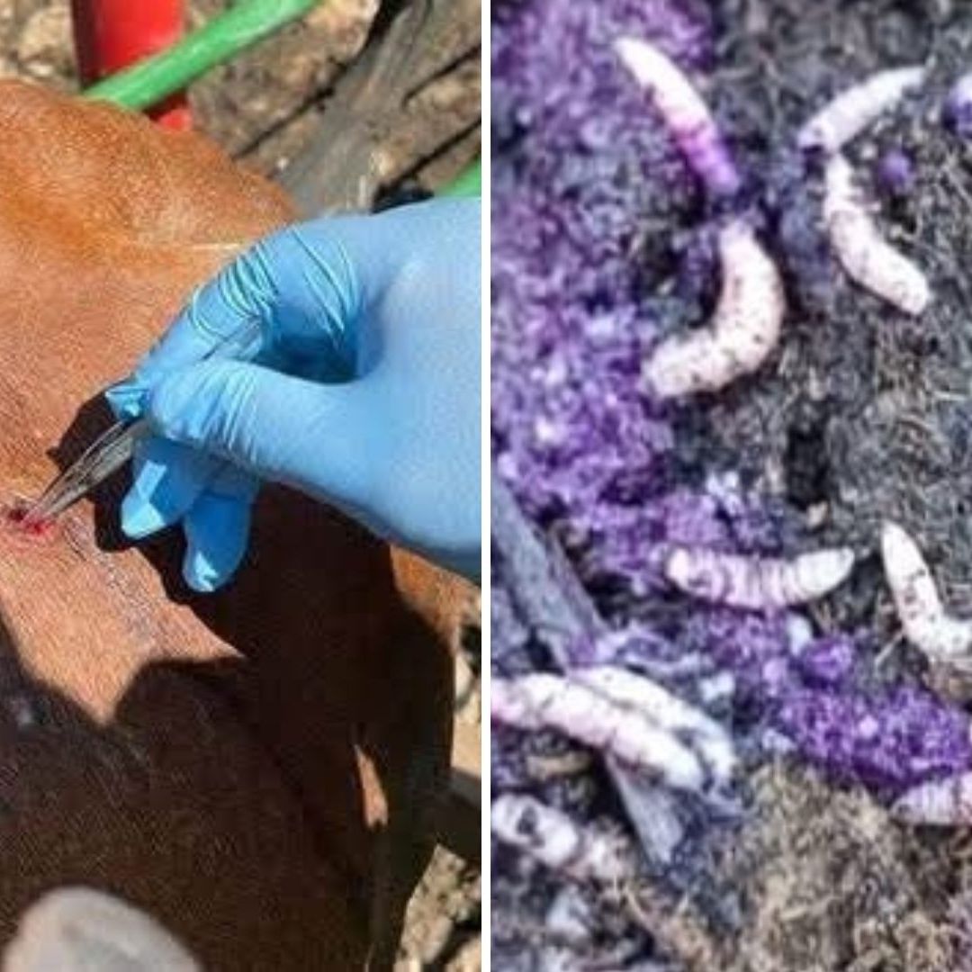 Confirman el Primer Caso de Miasis por Asado Barrenador en Humano en Chiapas