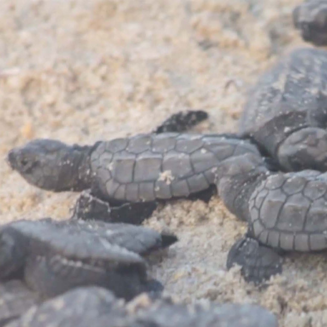 Encuentran Tortuga Lora Anidando en Playa de Matamoros