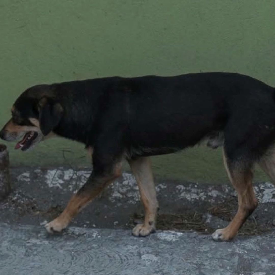 Perro Descubre a su Dueño Sin Vida; Nadie se Había Dado Cuenta de su Muerte