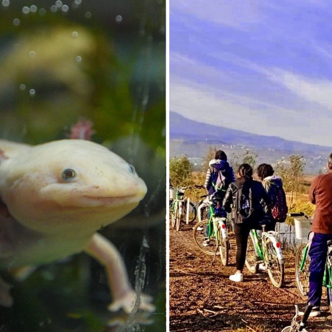 Ruta del Ajolote 2025: ¿Cómo Registrarse al Paseo en Bici por la Zona Chinampera de Xochimilco?