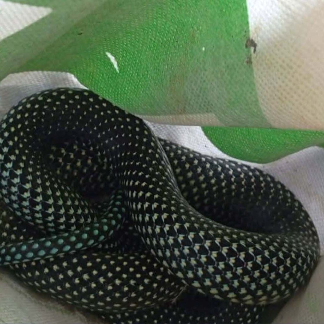 Resguardan a Cocodrilo y Serpiente Encontrados en Casas de Ciudad Madero
