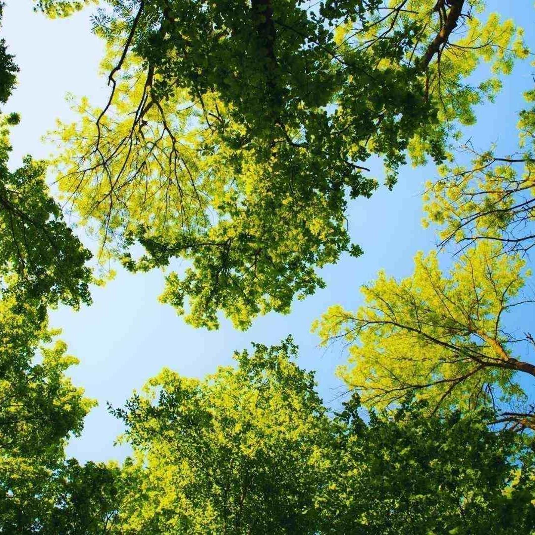 Plantar Árboles Ayuda a Purificar el Aire| Foto: Pexels