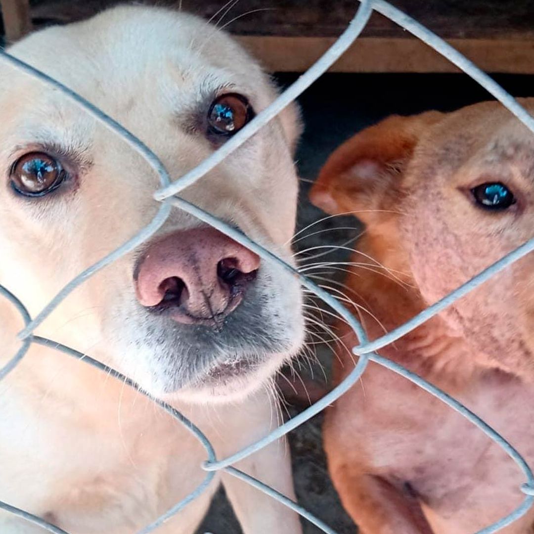 El albergue “Pergatuzoo” refugia a 2 mil 200 animales, entre los que se encuentran perros, gatos, borregos, caballos, burros, hámsters, tortugas e incluso erizos.