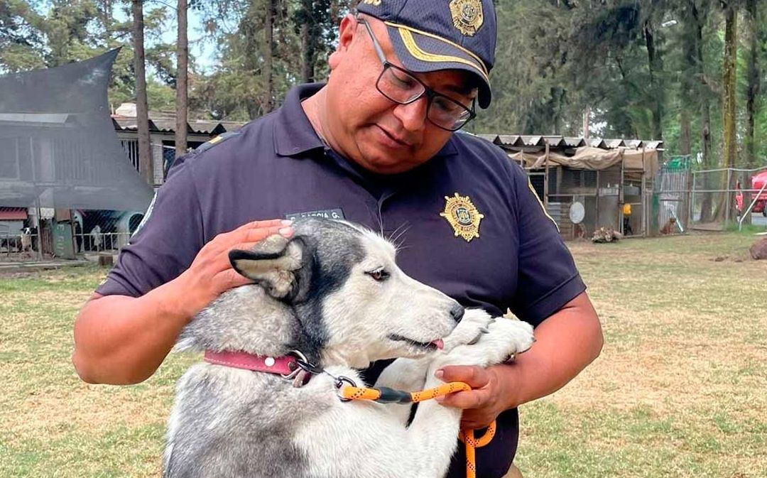 Pocoyó es una de las huskies rescatadas por elementos de la Brigada de Vigilancia Animal de la Secretaría de Seguridad Ciudadana de la CDMX