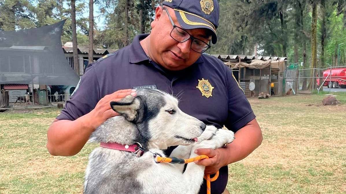 Pocoyó es una de las huskies rescatadas por elementos de la Brigada de Vigilancia Animal de la Secretaría de Seguridad Ciudadana de la CDMX