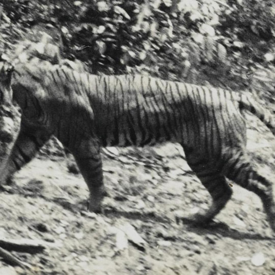 Tigre de Java seguiría vivo, según nueva evidencia científica