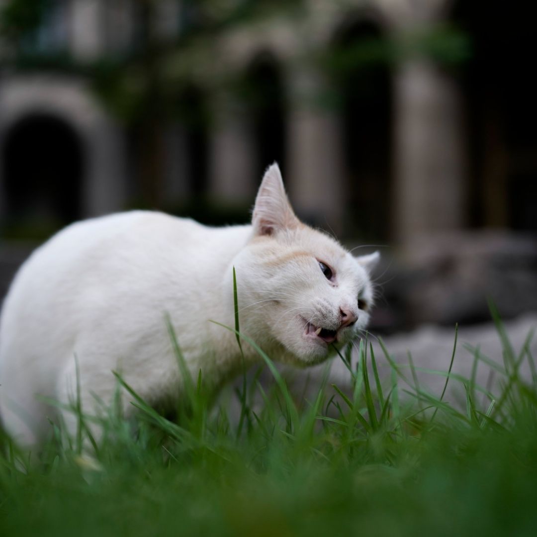 El pasado 3 de abril, el Gobierno de México anunció que, por orden de López Obrador, los 19 gatos que habitan en Palacio Nacional serían reconocidos como ‘activos fijos’