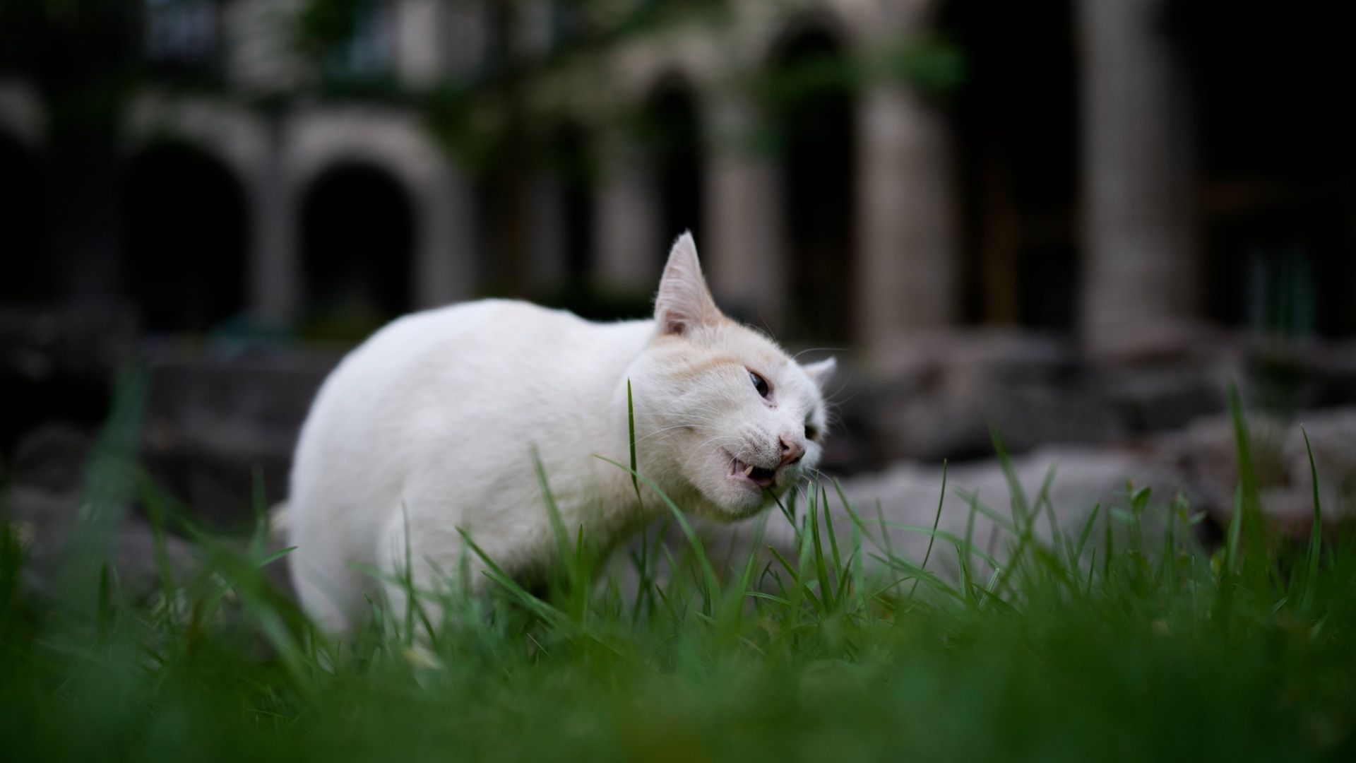 El pasado 3 de abril, el Gobierno de México anunció que, por orden de López Obrador, los 19 gatos que habitan en Palacio Nacional serían reconocidos como ‘activos fijos’