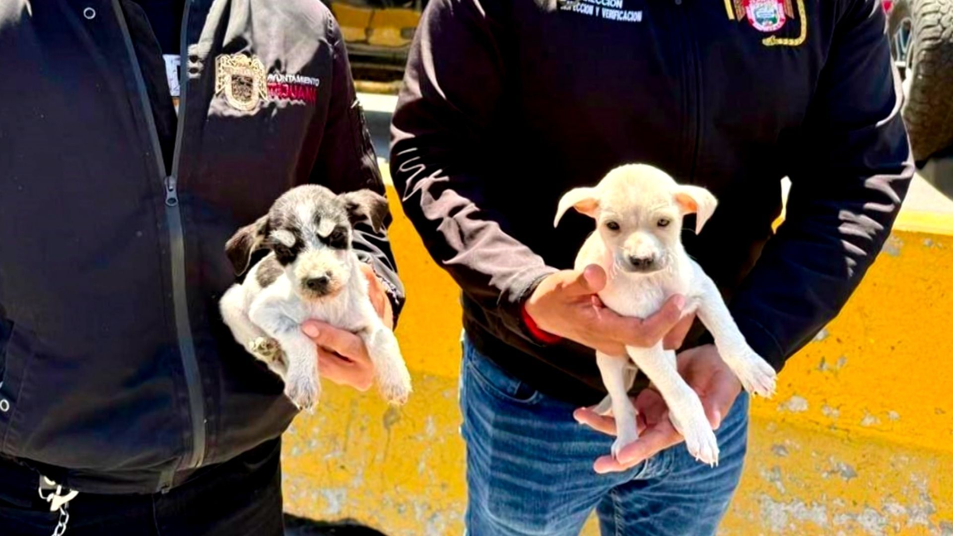 Rescatan Dos Cachorros en Garita de San Ysidro Cuando los Intentaban Vender