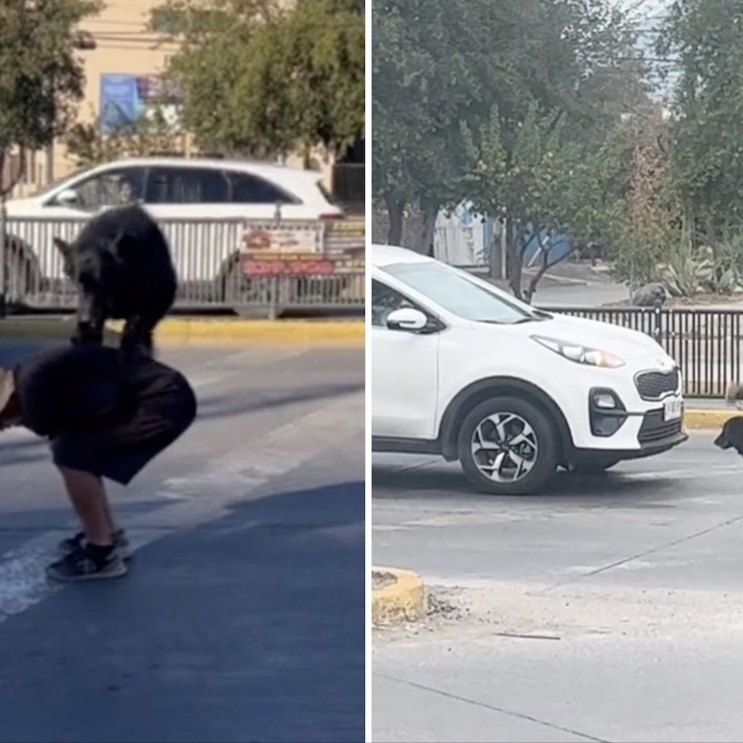Perrito hace piruetas en semáforo de Rancagua, Chile