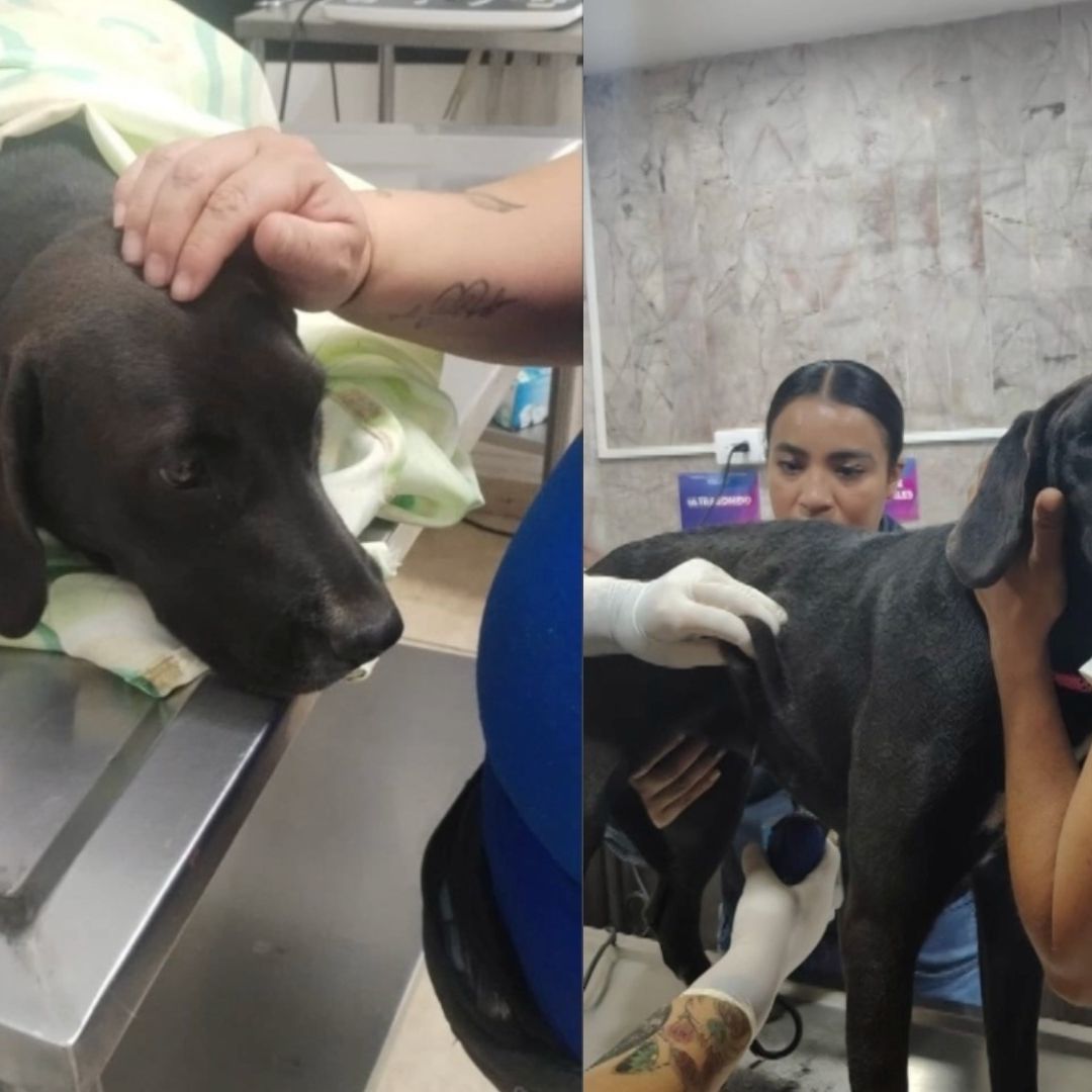 Perrita sufre abuso sexual en Aguascalientes.