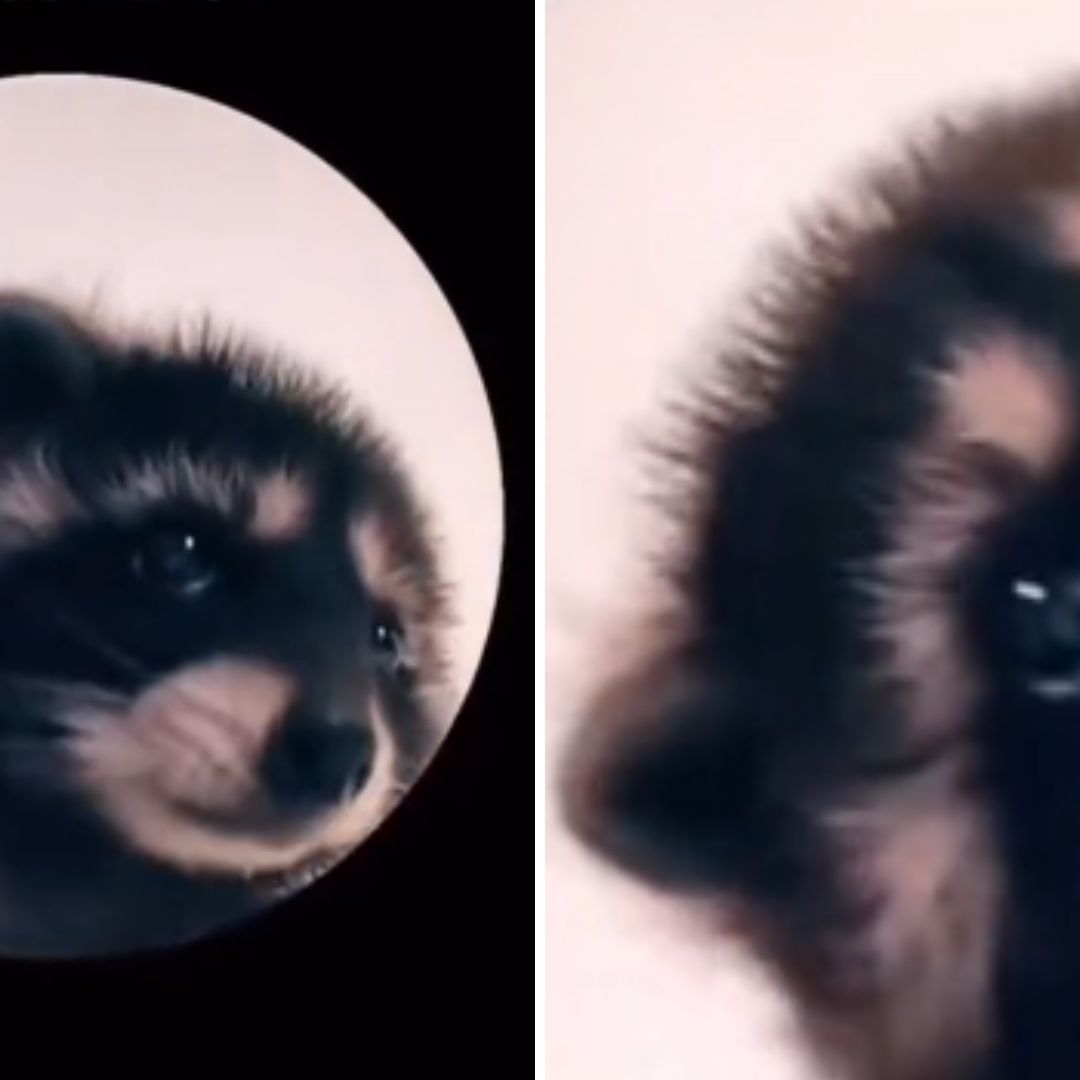 ¿Cuál es el Origen del Meme del Mapache Viral que Baila al Ritmo de 'Pedro' de Raffaella Carrà?