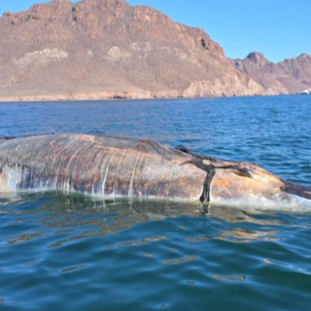 Hallan a Ballena Sin Vida Varada en Playa Miramar de Guaymas; Fue Llevada Mar Abierto