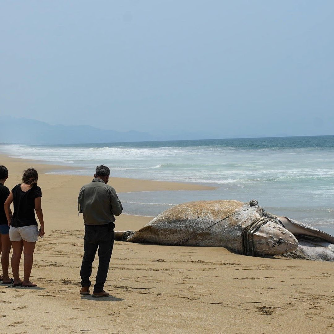 Ballena jorobada muere en playas de Guerrero en una red de pesca