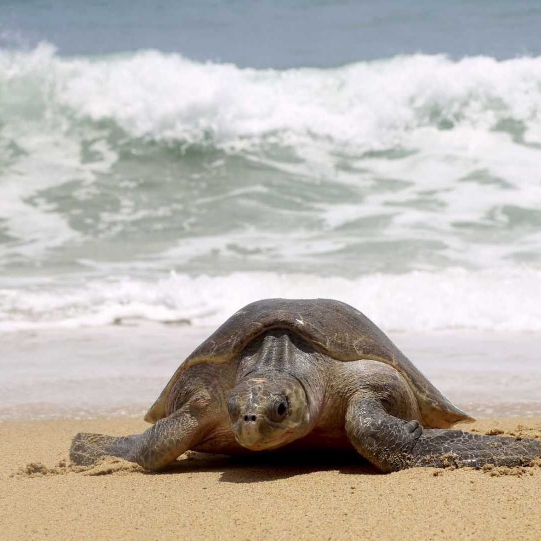 La tortugas marinas se están recuperando en México