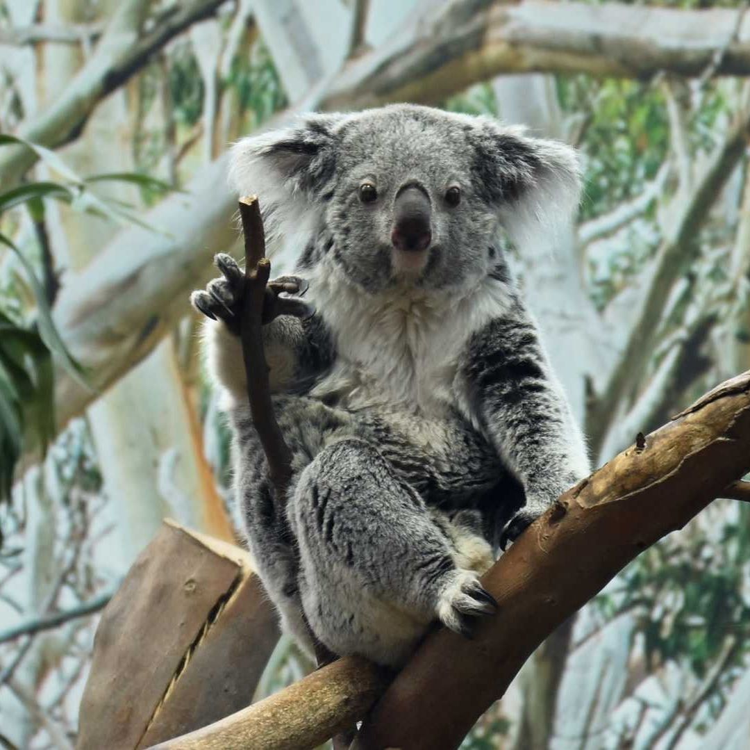 Sacrifican a koalas con francotiradores en Australia