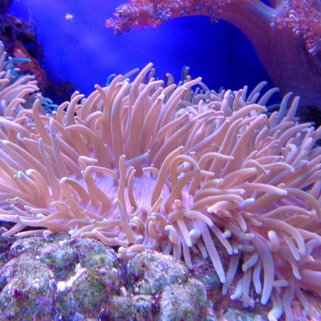 Arrecife de coral