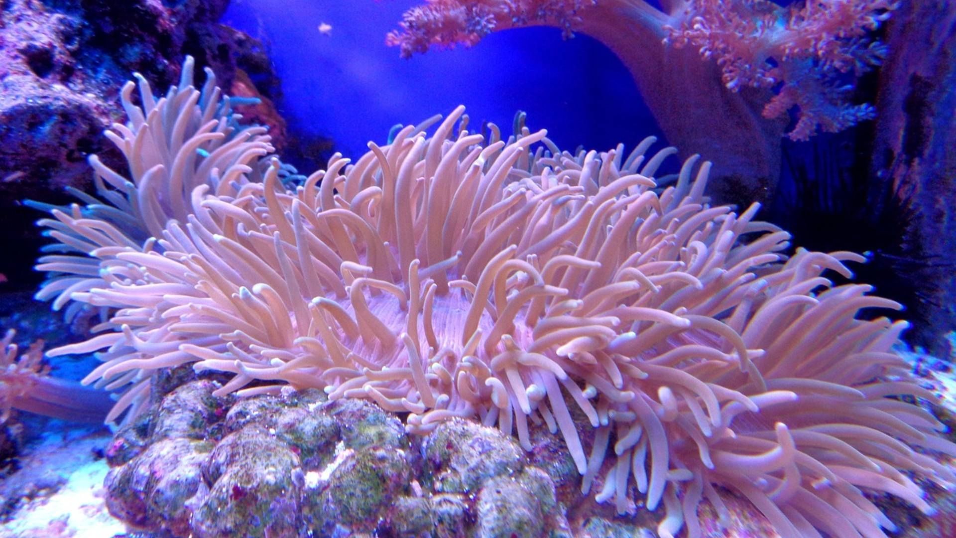 Arrecife de coral