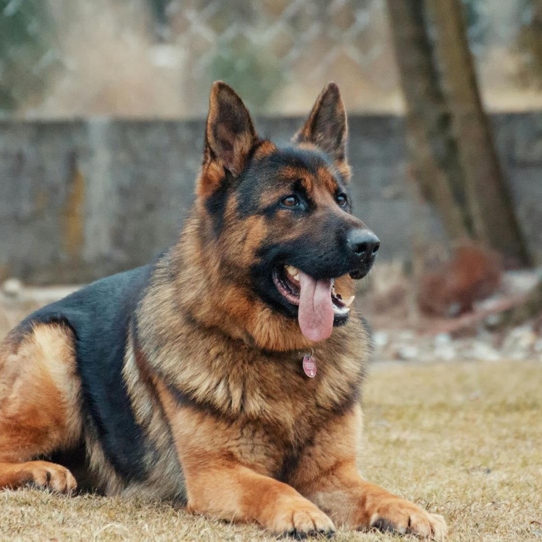 Mujer Muere tras Recibir 100 Mordidas de Dos Perros