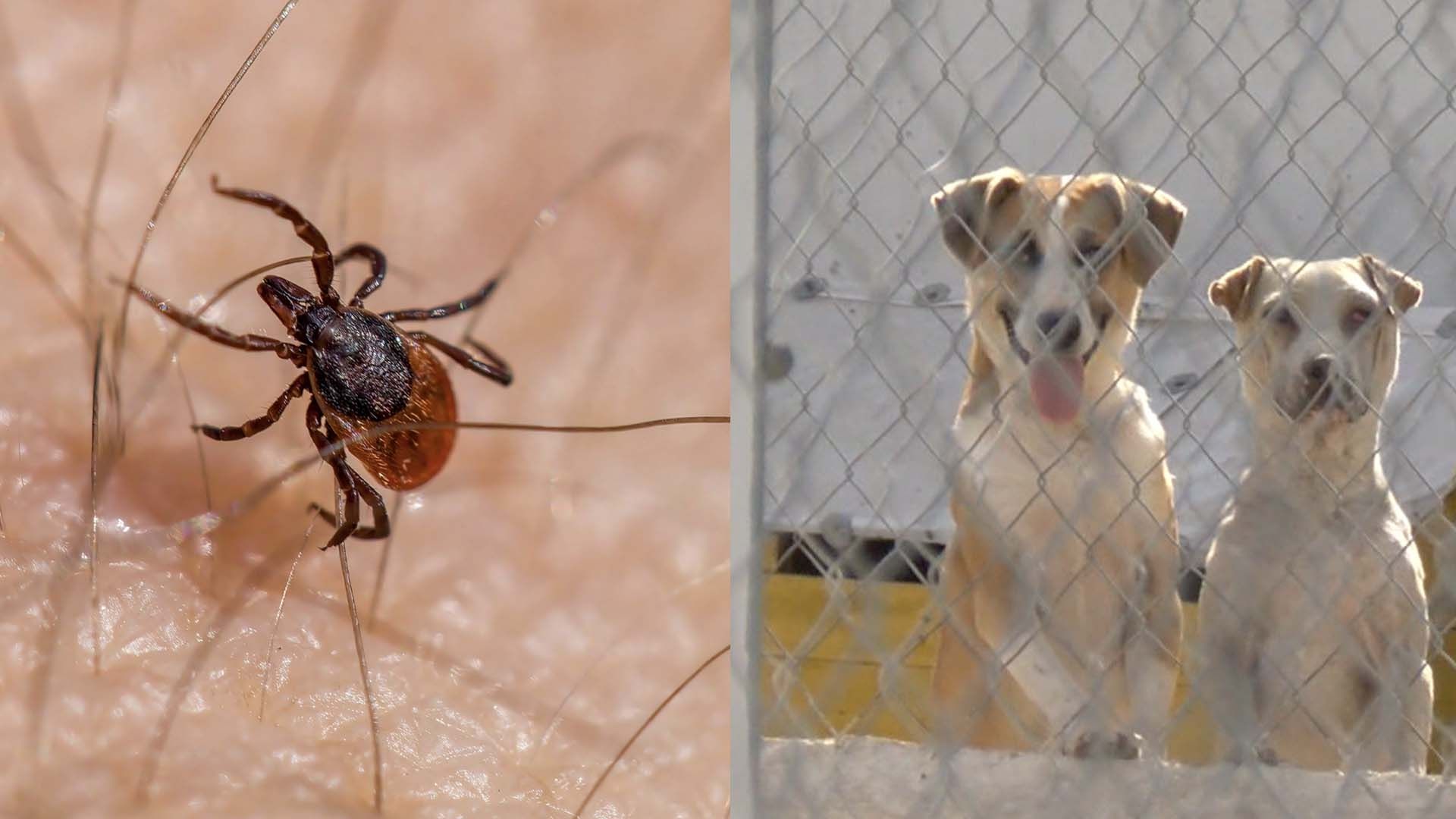 Confirman Primer Caso de Rickettsiosis en Tamaulipas Durante 2025
