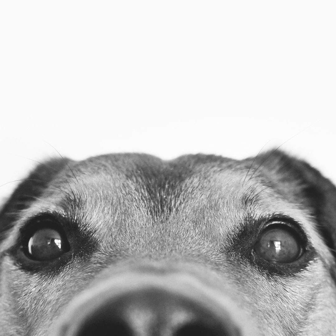 Abrirán Crematorio para Perros y Gatos en CACYFE