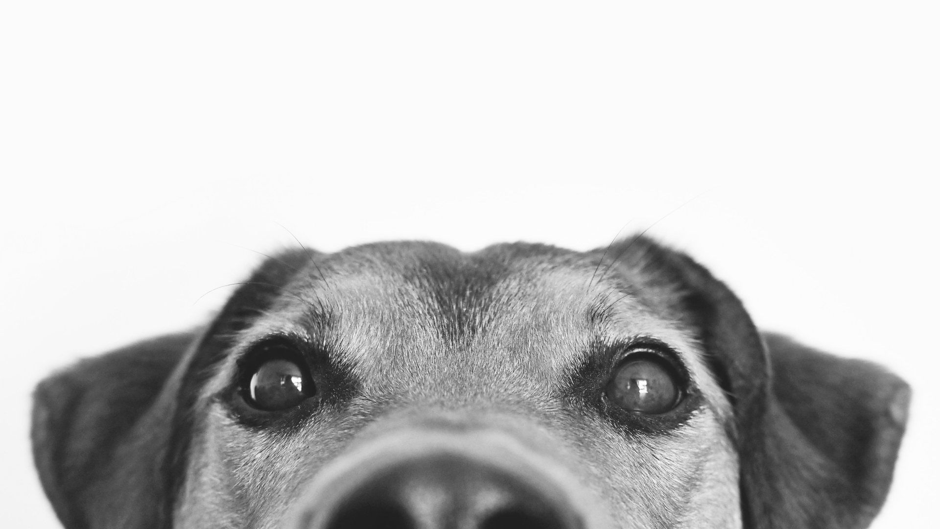 Abrirán Crematorio para Perros y Gatos en CACYFE