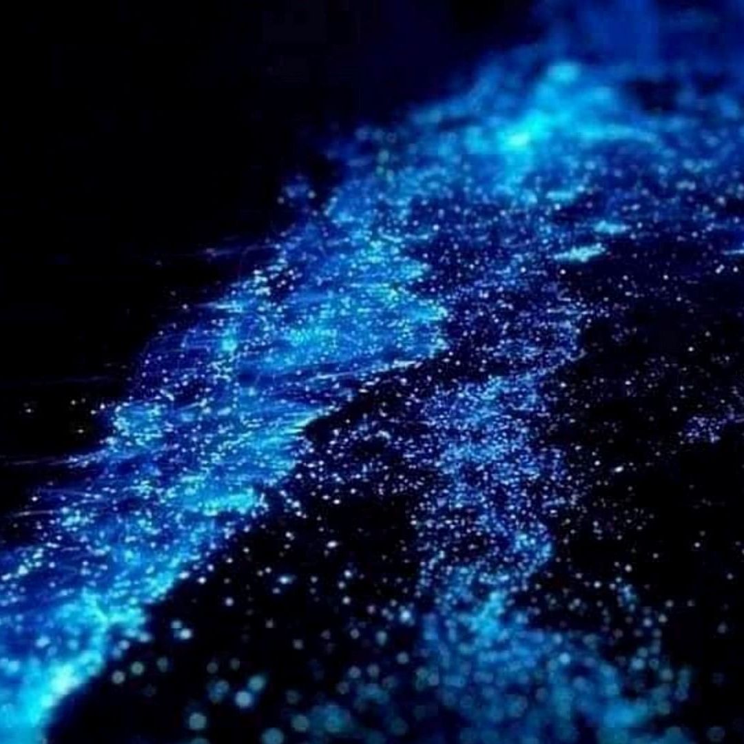 Bioluminiscencia en Holbox
