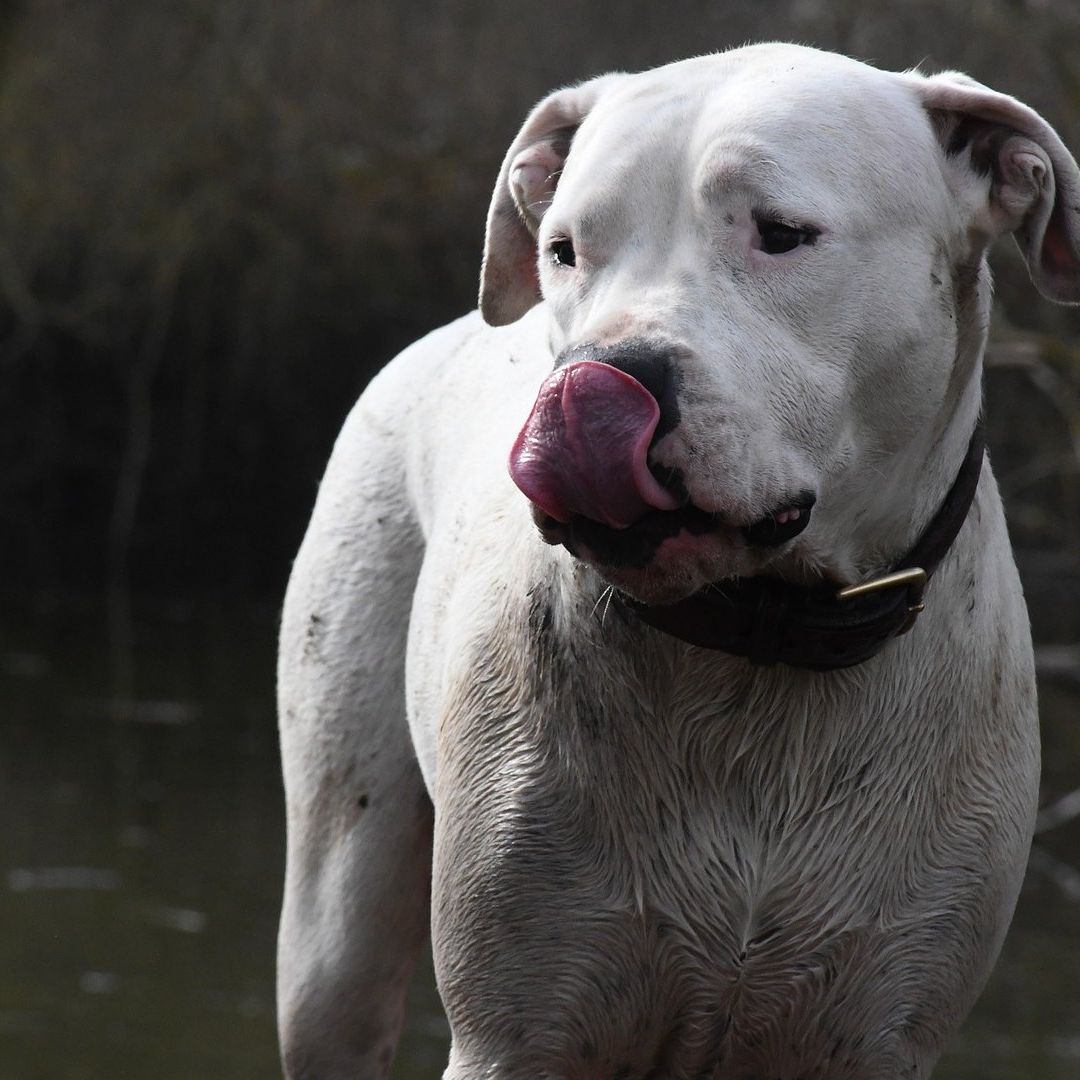 Perrito Defiende Casa de sus Dueños y Hiere a Ladrón en los Testículos