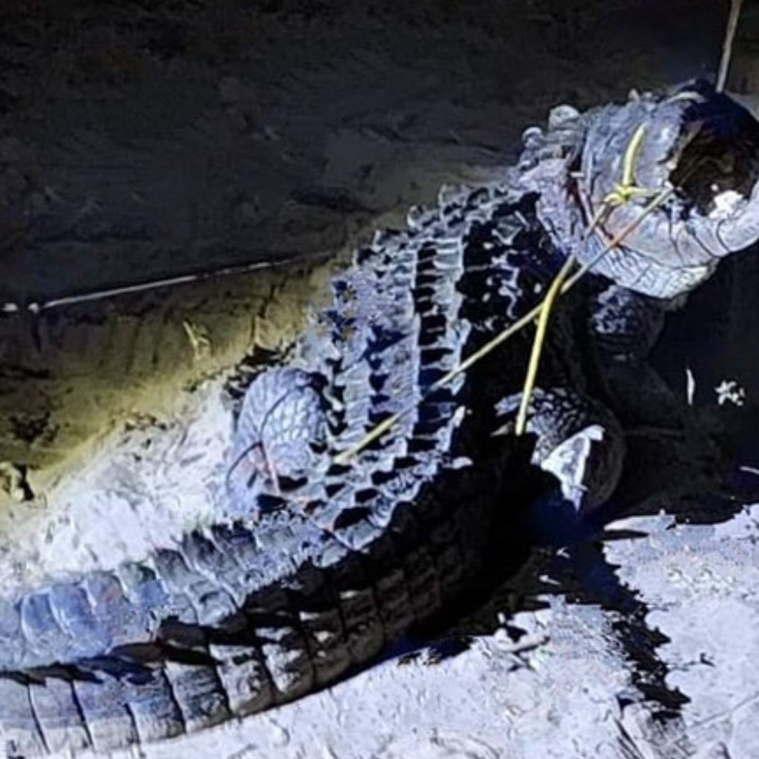 ¡De Terror! Cocodrilo Ataca a Familia en Zihuatanejo