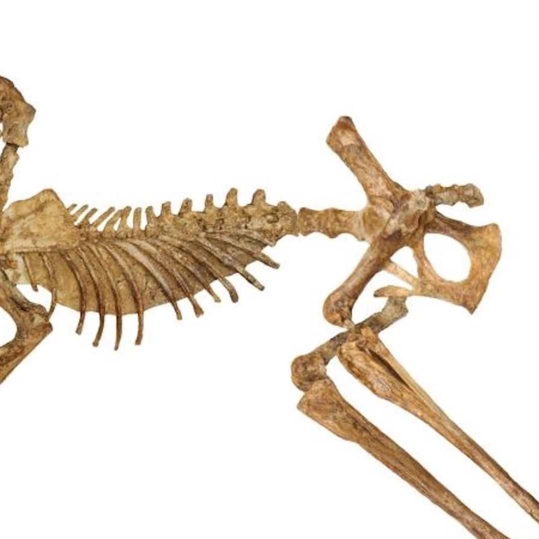 Descubren canguro gigante prehistórico de más de dos metros