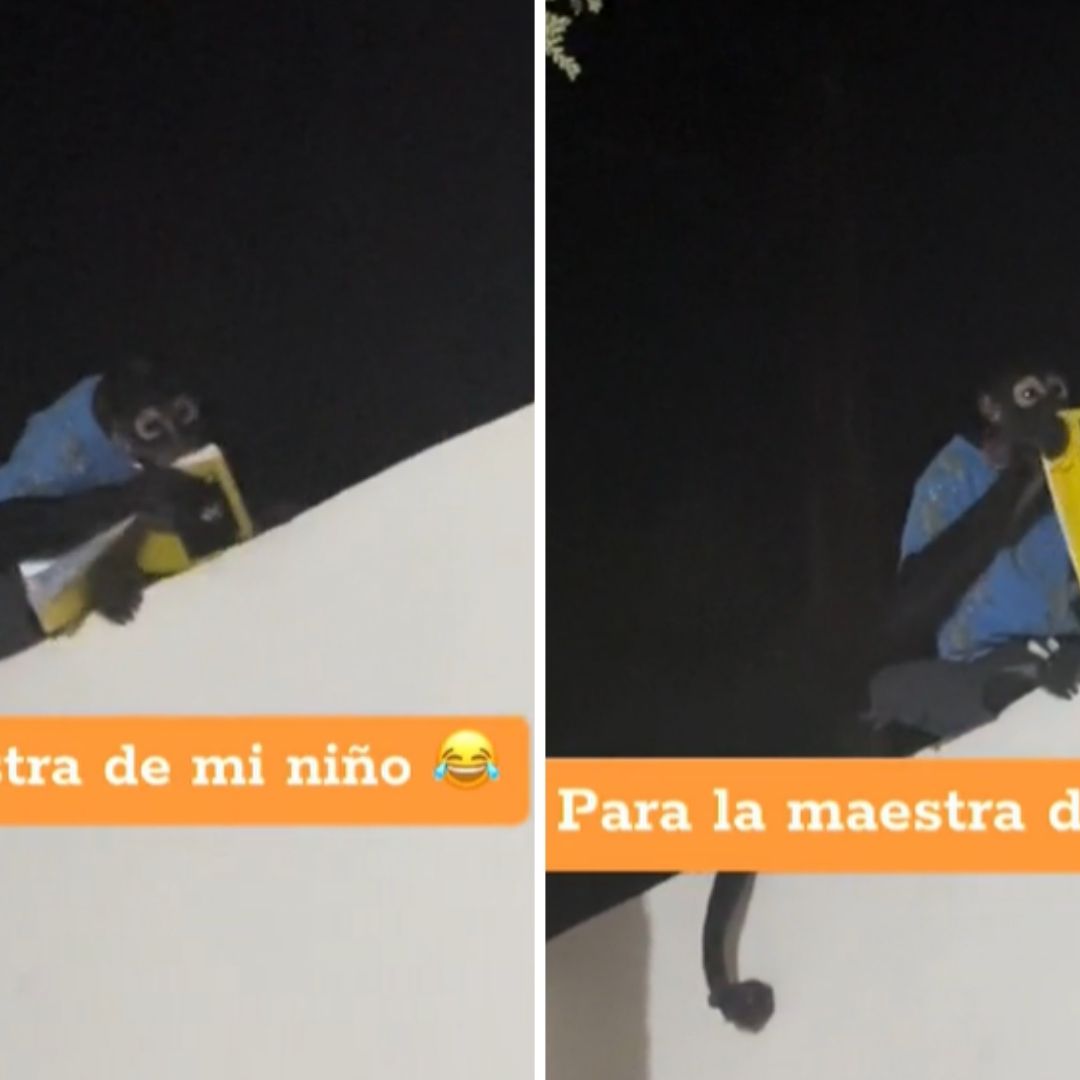 Chango se lleva tarea de niño