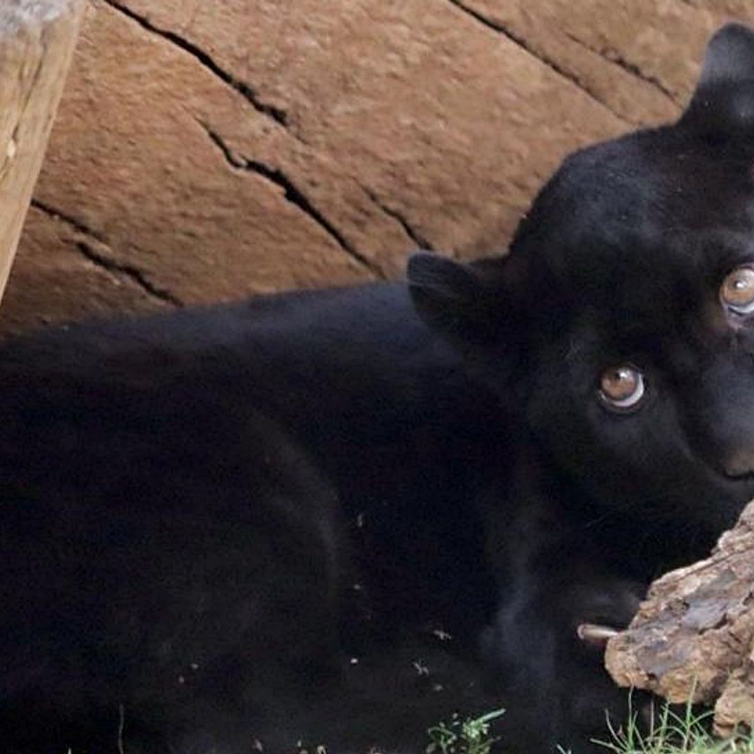 Muere Jaguar Tras Inundación de Aguas Negras y Lodo Tóxico en Zoo de Morelia