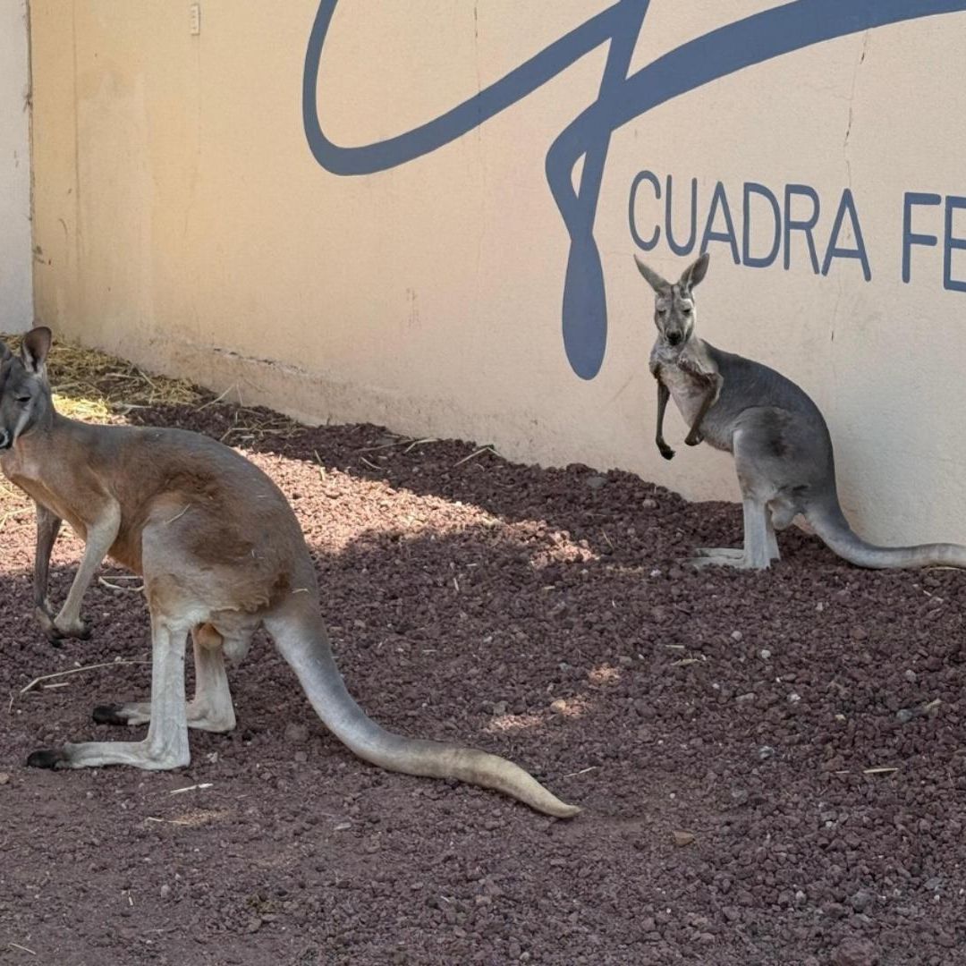 Los dos animales fueron revisados y están bajo resguardo.