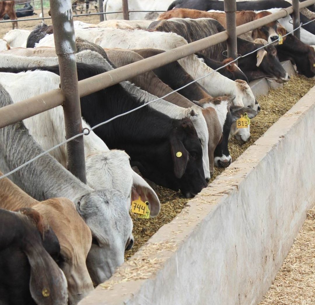 México y EUA Llegan a un Acuerdo Sobre Problema de Gusano Barrenador: Secretaria de Agricultura