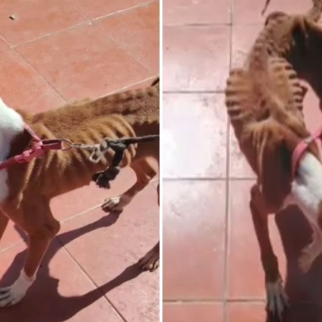 ¡Está en los Huesos! Perrita Sufre Maltrato Animal Extremo en la Alcaldía Cuauhtémoc